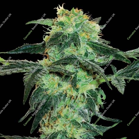 White Ice Regular Marijuana Strain by White Label For Sale Online at Cannabis Seeds Outlet