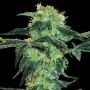 White Ice Regular Marijuana Strain by White Label For Sale Online at Cannabis Seeds Outlet