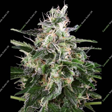 White Skunk Auto Feminized Marijuana Strain by White Label For Sale Online at Cannabis Seeds Outlet