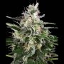 White Skunk Auto Feminized Marijuana Strain by White Label For Sale Online at Cannabis Seeds Outlet