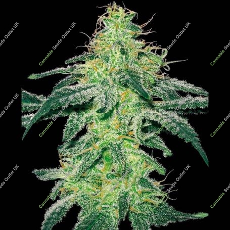 White Skunk Regular Marijuana Strain by White Label For Sale Online at Cannabis Seeds Outlet