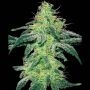 White Skunk Regular Marijuana Strain by White Label For Sale Online at Cannabis Seeds Outlet