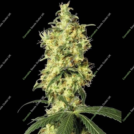 White Widow Auto Feminized Marijuana Strain by White Label For Sale Online at Cannabis Seeds Outlet