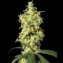 White Widow Auto Feminized Marijuana Strain by White Label For Sale Online at Cannabis Seeds Outlet