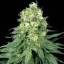 White Widow Regular Marijuana Strain by White Label For Sale Online at Cannabis Seeds Outlet