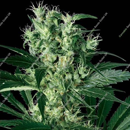 X Haze Feminized Marijuana Strain by White Label For Sale Online at Cannabis Seeds Outlet