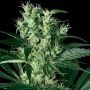 X Haze Feminized Marijuana Strain by White Label For Sale Online at Cannabis Seeds Outlet