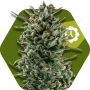 Amnesia Haze XL Auto Feminized Marijuana Strain by Zambeza Seeds For Sale Online at Cannabis Seeds Outlet