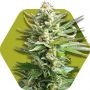 Amnesia Haze XL Feminized Marijuana Strain by Zambeza Seeds For Sale Online at Cannabis Seeds Outlet