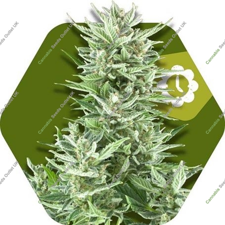 Big Bud XXL Auto Feminized Marijuana Strain by Zambeza Seeds For Sale Online at Cannabis Seeds Outlet