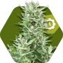 Big Bud XXL Auto Feminized Marijuana Strain by Zambeza Seeds For Sale Online at Cannabis Seeds Outlet