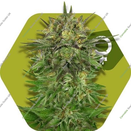 Blue Brilliant Feminized Marijuana Strain by Zambeza Seeds For Sale Online at Cannabis Seeds Outlet