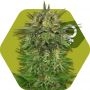 Blue Brilliant Feminized Marijuana Strain by Zambeza Seeds For Sale Online at Cannabis Seeds Outlet