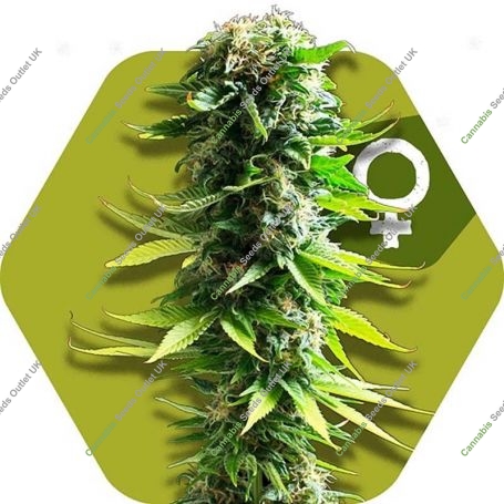 Blue Spider Feminized Marijuana Strain by Zambeza Seeds For Sale Online at Cannabis Seeds Outlet