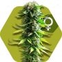 Blue Spider Feminized Marijuana Strain by Zambeza Seeds For Sale Online at Cannabis Seeds Outlet