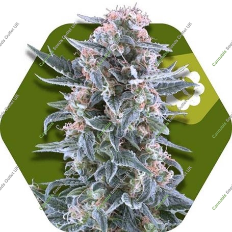 Blueberry Auto Feminized Marijuana Strain by Zambeza Seeds For Sale Online at Cannabis Seeds Outlet