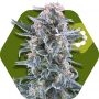 Blueberry Auto Feminized Marijuana Strain by Zambeza Seeds For Sale Online at Cannabis Seeds Outlet