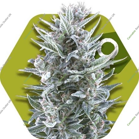 Blueberry Feminized Marijuana Strain by Zambeza Seeds For Sale Online at Cannabis Seeds Outlet