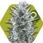 Blueberry Feminized Marijuana Strain by Zambeza Seeds For Sale Online at Cannabis Seeds Outlet