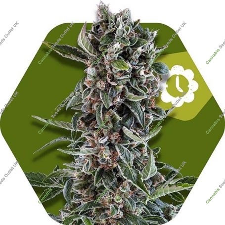 Blueberry Cheese Auto Feminized Marijuana Strain by Zambeza Seeds For Sale Online at Cannabis Seeds Outlet