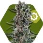 Blueberry Cheese Auto Feminized Marijuana Strain by Zambeza Seeds For Sale Online at Cannabis Seeds Outlet