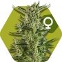 Blueberry Cheese Feminized Marijuana Strain by Zambeza Seeds For Sale Online at Cannabis Seeds Outlet