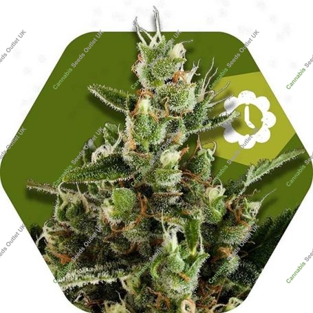 Candy Caramelo Auto Feminized Marijuana Strain by Zambeza Seeds For Sale Online at Cannabis Seeds Outlet