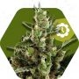 Candy Caramelo Auto Feminized Marijuana Strain by Zambeza Seeds For Sale Online at Cannabis Seeds Outlet
