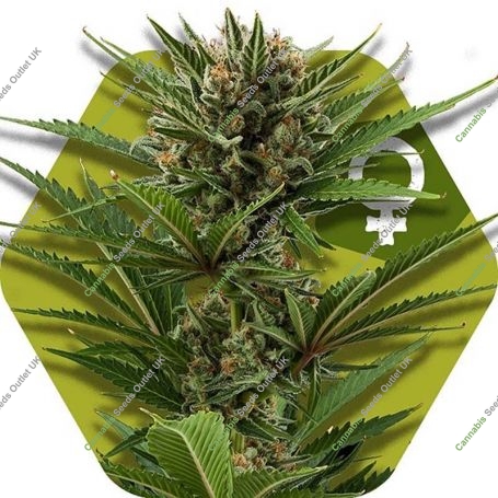 Candy Caramelo Fast V Feminized Marijuana Strain by Zambeza Seeds For Sale Online at Cannabis Seeds Outlet