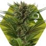 Candy Caramelo Fast V Feminized Marijuana Strain by Zambeza Seeds For Sale Online at Cannabis Seeds Outlet
