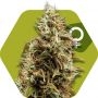 Choco Candy Feminized Marijuana Strain by Zambeza Seeds For Sale Online at Cannabis Seeds Outlet