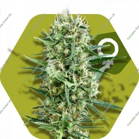 Crazy Cookies Feminized Marijuana Strain by Zambeza Seeds For Sale Online at Cannabis Seeds Outlet