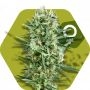 Crazy Cookies Feminized Marijuana Strain by Zambeza Seeds For Sale Online at Cannabis Seeds Outlet