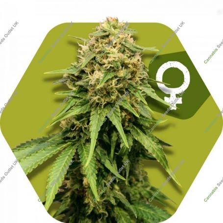 Critical XXL Feminized Marijuana Strain by Zambeza Seeds For Sale Online at Cannabis Seeds Outlet