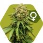 Critical XXL Feminized Marijuana Strain by Zambeza Seeds For Sale Online at Cannabis Seeds Outlet