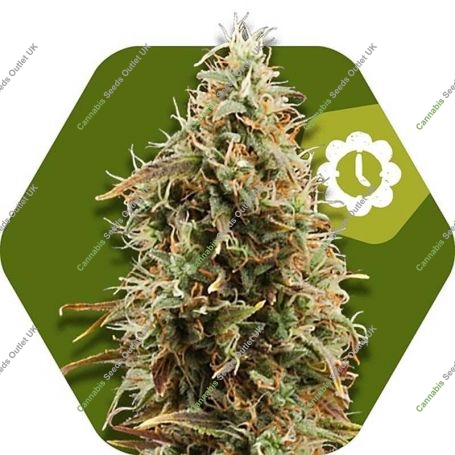 Green AK XL Auto Feminized Marijuana Strain by Zambeza Seeds For Sale Online at Cannabis Seeds Outlet