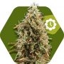 Green AK XL Auto Feminized Marijuana Strain by Zambeza Seeds For Sale Online at Cannabis Seeds Outlet