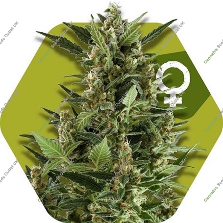 Green AK XL Feminized Marijuana Strain by Zambeza Seeds For Sale Online at Cannabis Seeds Outlet