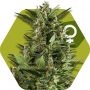 Green AK XL Feminized Marijuana Strain by Zambeza Seeds For Sale Online at Cannabis Seeds Outlet