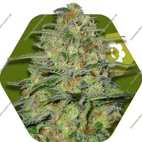 Green Monster Auto Feminized Marijuana Strain by Zambeza Seeds For Sale Online at Cannabis Seeds Outlet