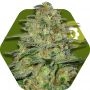 Green Monster Auto Feminized Marijuana Strain by Zambeza Seeds For Sale Online at Cannabis Seeds Outlet