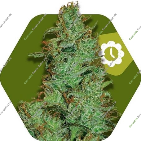 Jack the Ripper Auto Feminized Marijuana Strain by Zambeza Seeds For Sale Online at Cannabis Seeds Outlet