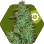 Jack the Ripper Auto Feminized Marijuana Strain by Zambeza Seeds For Sale Online at Cannabis Seeds Outlet