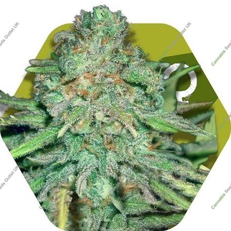 Lemon Kush Feminized Marijuana Strain by Zambeza Seeds For Sale Online at Cannabis Seeds Outlet