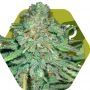 Lemon Kush Feminized Marijuana Strain by Zambeza Seeds For Sale Online at Cannabis Seeds Outlet