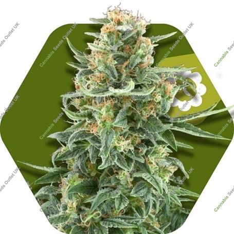 Little Dwarf Auto Feminized Marijuana Strain by Zambeza Seeds For Sale Online at Cannabis Seeds Outlet