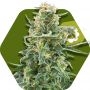 Little Dwarf Auto Feminized Marijuana Strain by Zambeza Seeds For Sale Online at Cannabis Seeds Outlet