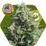 Misty Gorilla Auto Feminized Marijuana Strain by Zambeza Seeds For Sale Online at Cannabis Seeds Outlet