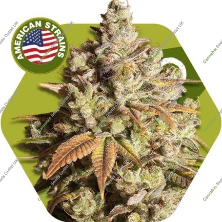 Misty Gorilla Feminized Marijuana Strain by Zambeza Seeds For Sale Online at Cannabis Seeds Outlet