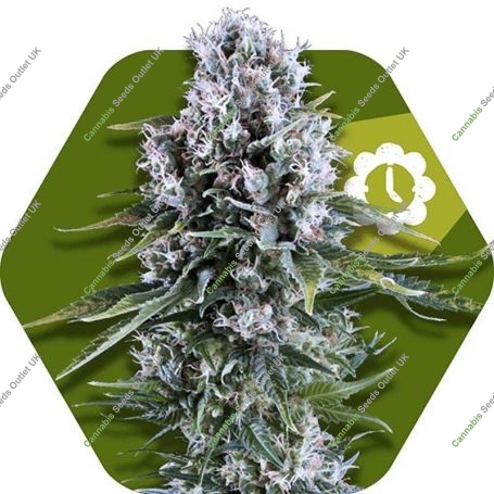 Northern Light XL Auto Feminized Marijuana Strain by Zambeza Seeds For Sale Online at Cannabis Seeds Outlet
